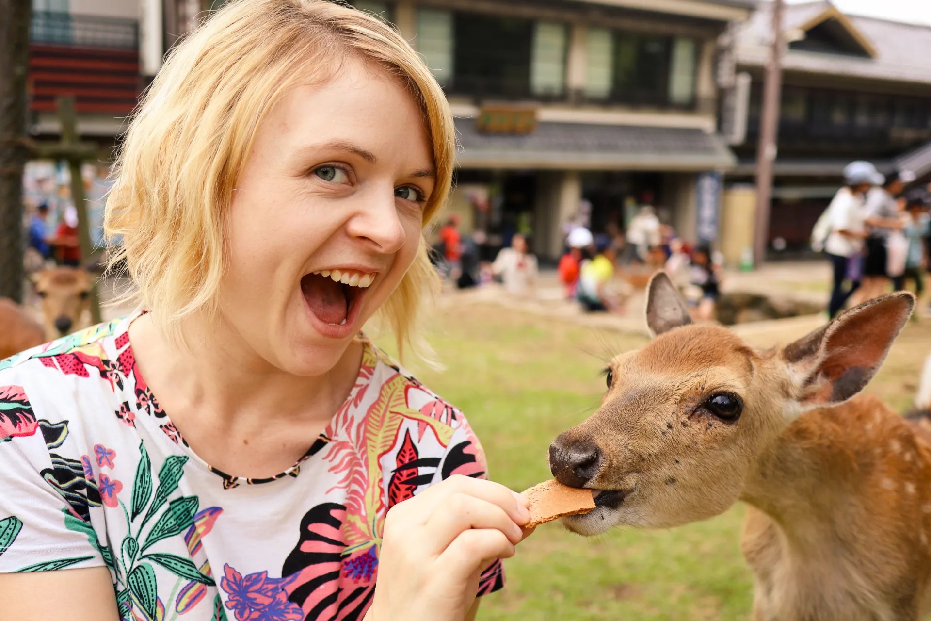 🦌 나라 공원 (奈良公園)